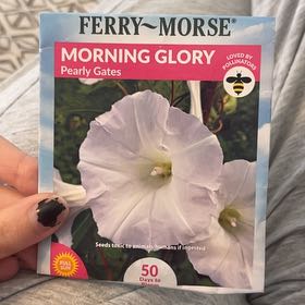 Photo of the plant species Pearly Gates Morning Glory by @MasterfulWoreya named Tupot amaroot on Greg, the plant care app