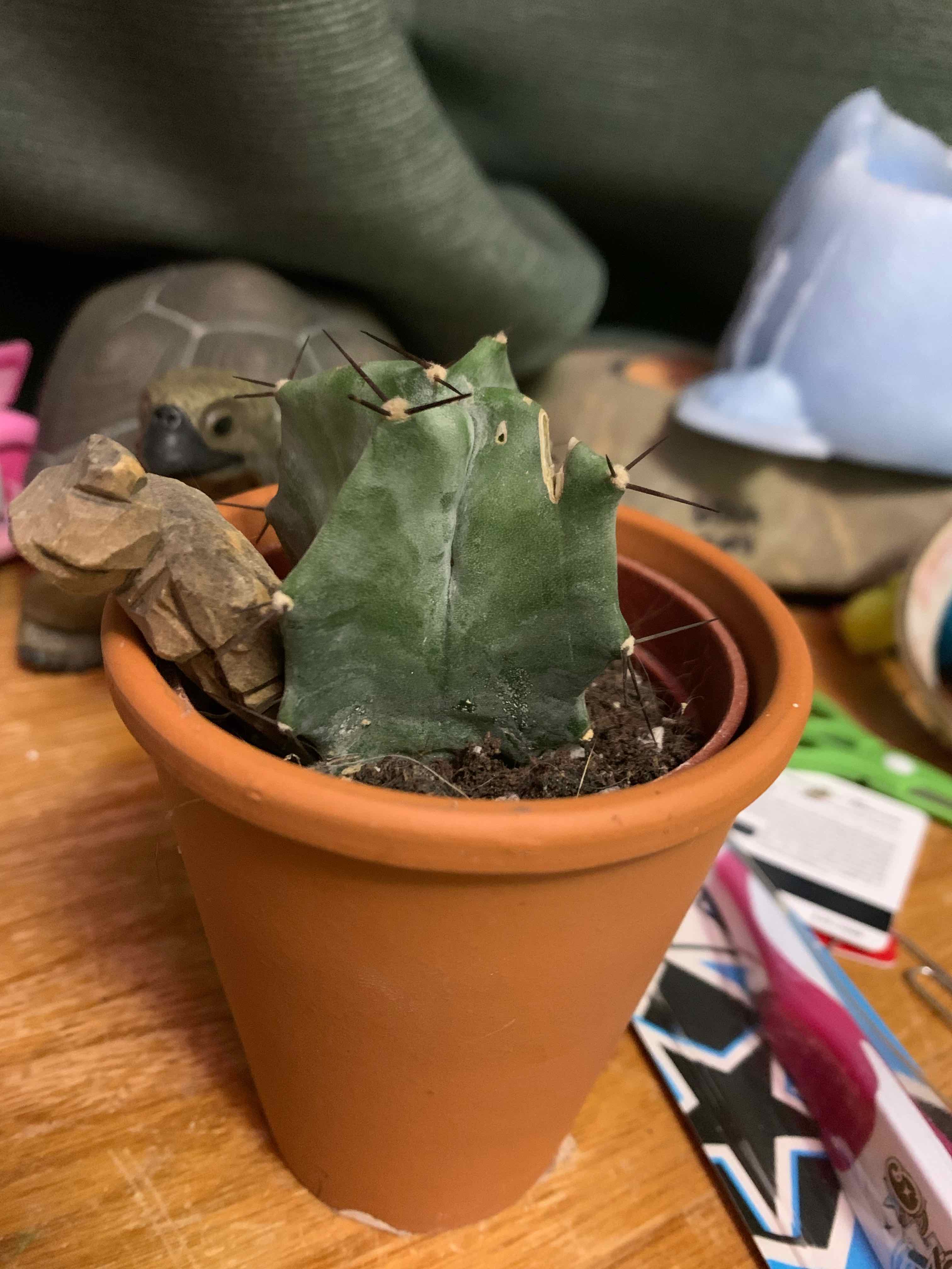 Gray Ghost Organ Pipe cactus in a terracotta pot with some browning and discoloration.