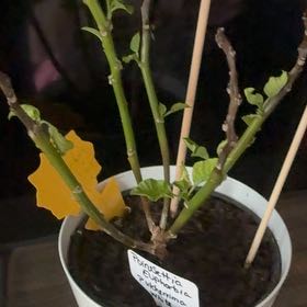 Photo of the plant species Poinsettia (Euphorbia pulcherrima) by @ForemostPansy61 named Harmony on Greg, the plant care app