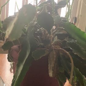 Photo of the plant species Night Blooming Cereus by @TopOlivetree72 named Prince on Greg, the plant care app