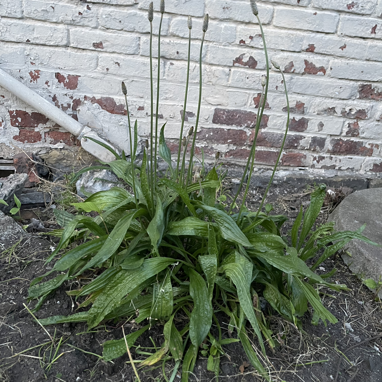 Photo of the plant species Ribwort Plantain by @TopOlivetree72 named Forrest on Greg, the plant care app