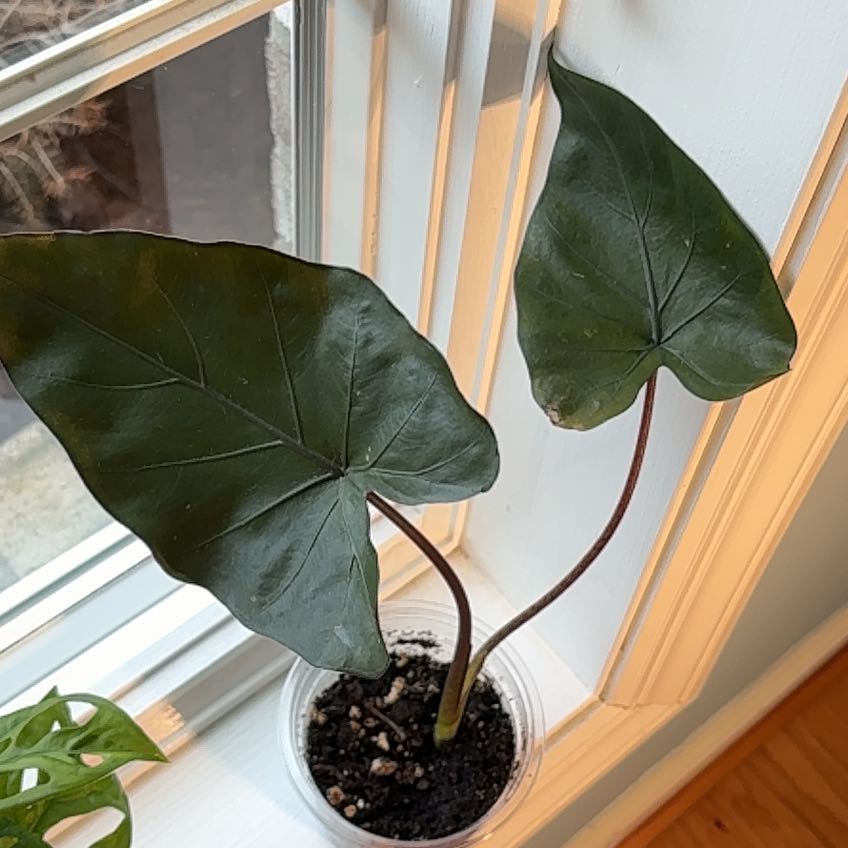 Photo of the plant species Metalhead by @K-Pow-Plants named Monty on Greg, the plant care app