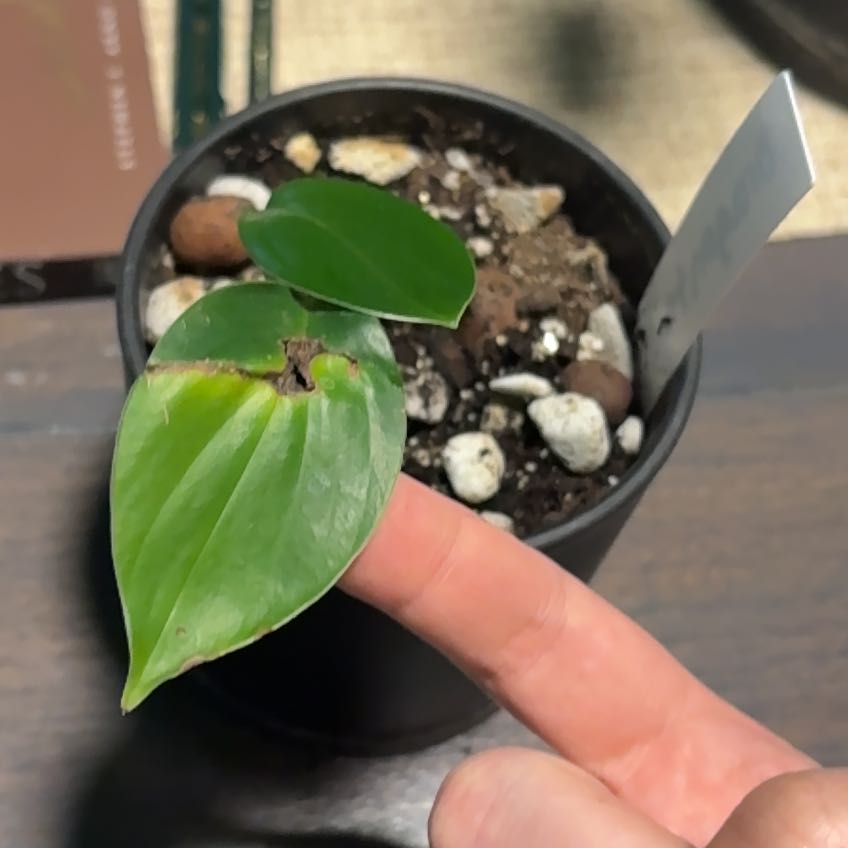 Photo of the plant species Dragon Tail Plant by @K-Pow-Plants named Draco on Greg, the plant care app