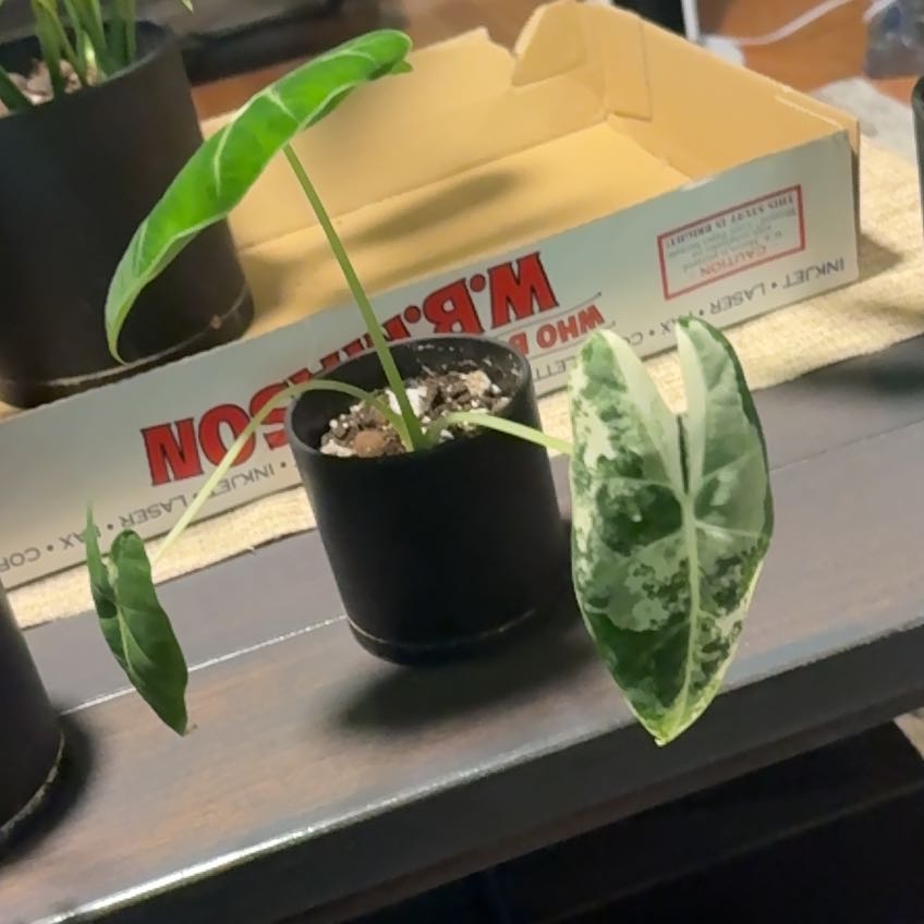 Photo of the plant species Alocasia Frydek by @K-Pow-Plants named Agatha on Greg, the plant care app