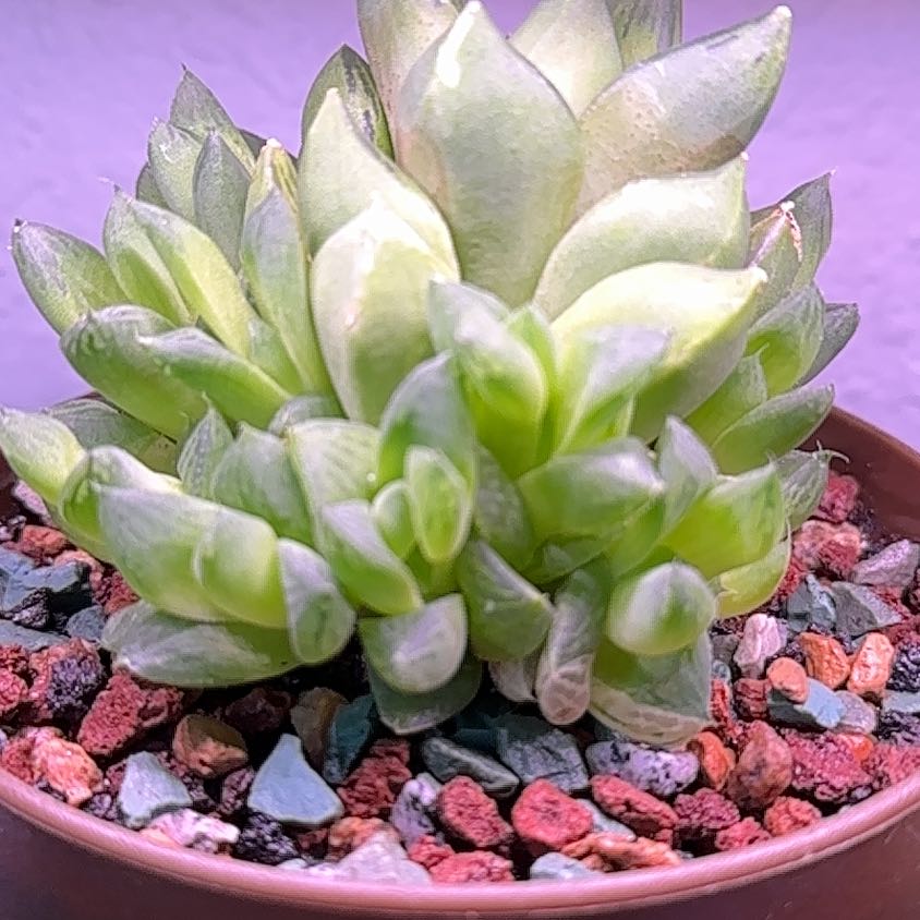Photo of the plant species Haworthia cuspidata 'Variegata' by @NobleHoyajade95 named Dax on Greg, the plant care app