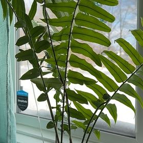 Photo of the plant species Inland Leatherfern by @NobleHoyajade95 named Shakira on Greg, the plant care app