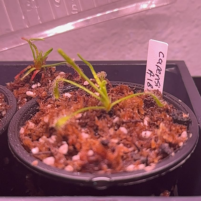 Photo of the plant species White Sundew by @NobleHoyajade95 named Einstein on Greg, the plant care app