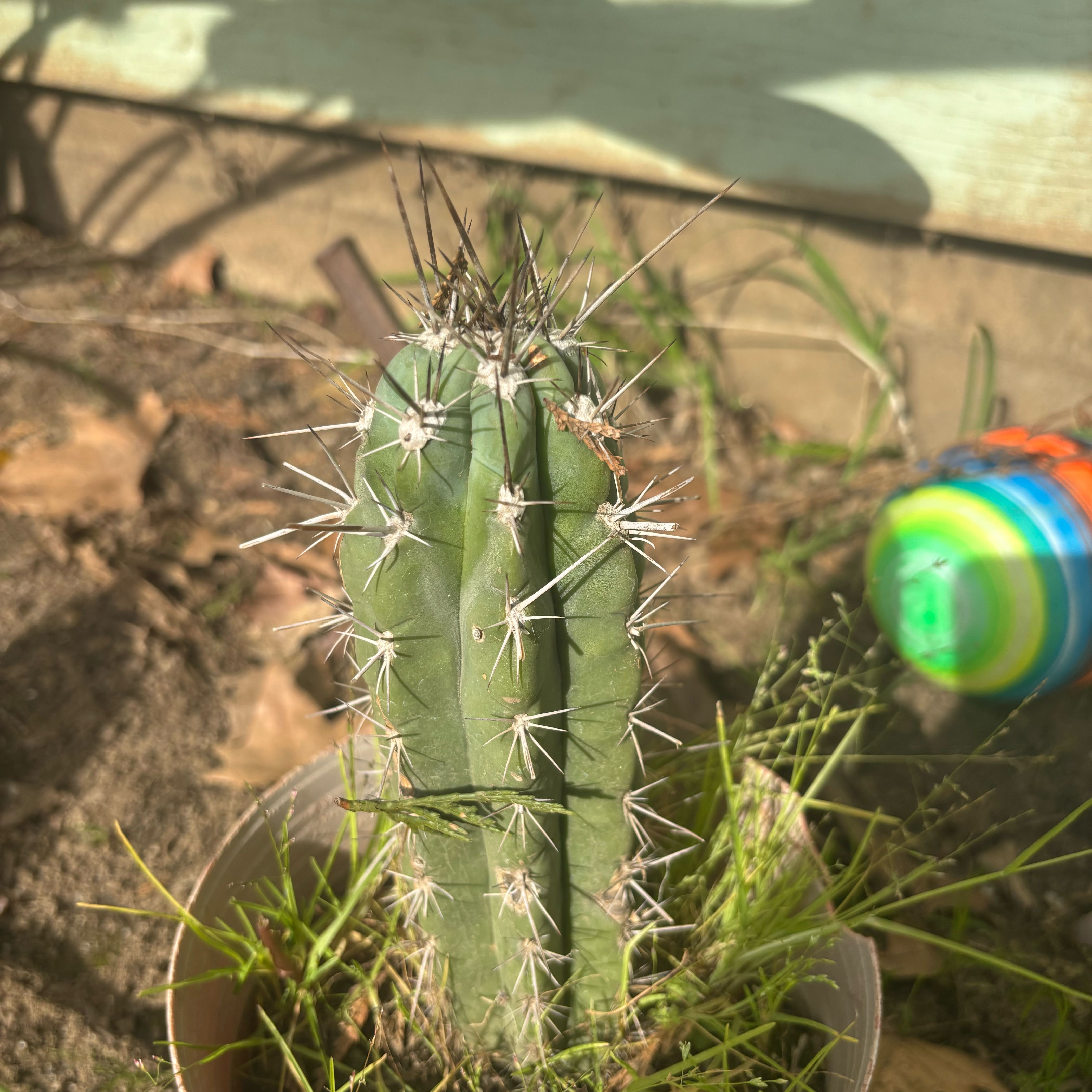 Photo of the plant species Engelmann's Hedgehog Cactus by @HeadRedsky64 named Austen on Greg, the plant care app