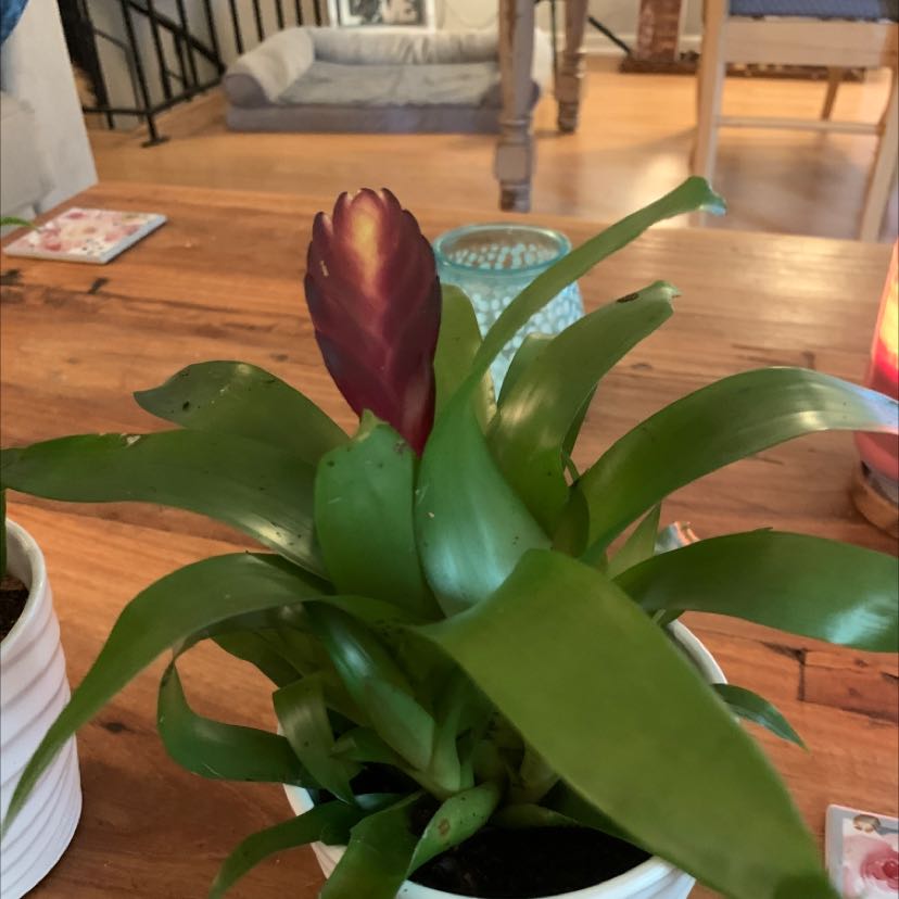 Flaming Sword plant with healthy green leaves and a red flower spike in a white pot.