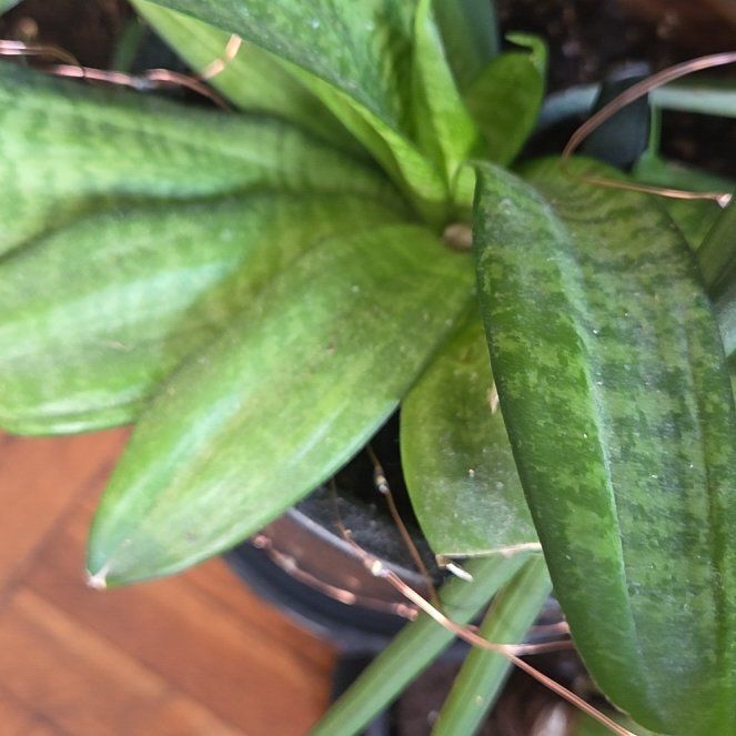 Photo of the plant species African Spotted Orchid by @QueenHautree24 named Darwin on Greg, the plant care app
