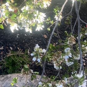 Photo of the plant species Mexican Orange Blossom by @AngelRedlion59 named Mollie on Greg, the plant care app