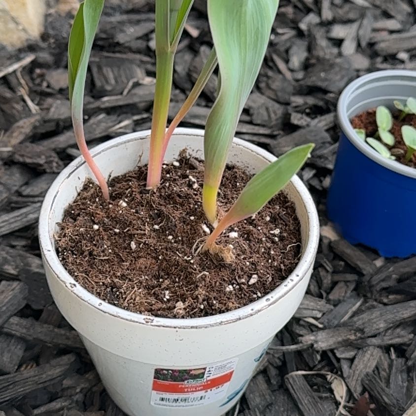 Photo of the plant species Purple Tulip by @AnewIceplant45 named Mochi on Greg, the plant care app