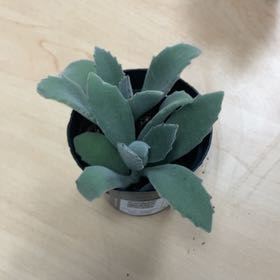 Photo of the plant species Kalanchoe 'Behartii' by @MercifulPalqui named Apollo on Greg, the plant care app