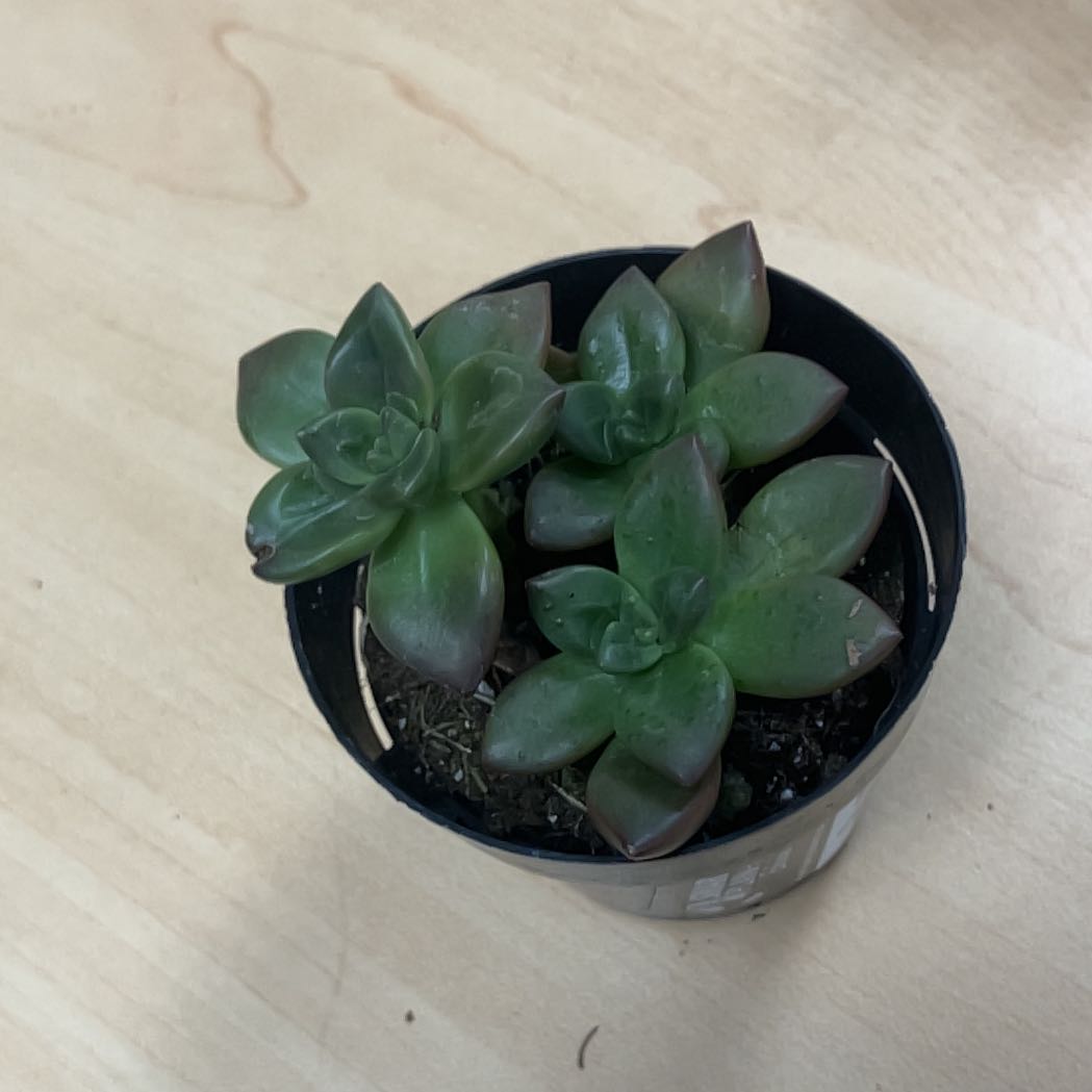 Photo of the plant species Sedeveria 'Sorrento™' by @MercifulPalqui named Athena on Greg, the plant care app