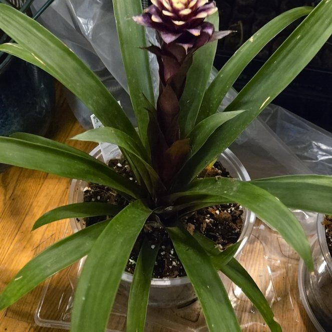 Photo of the plant species Bromeliad by @YeveAgboy89 named Madonna on Greg, the plant care app