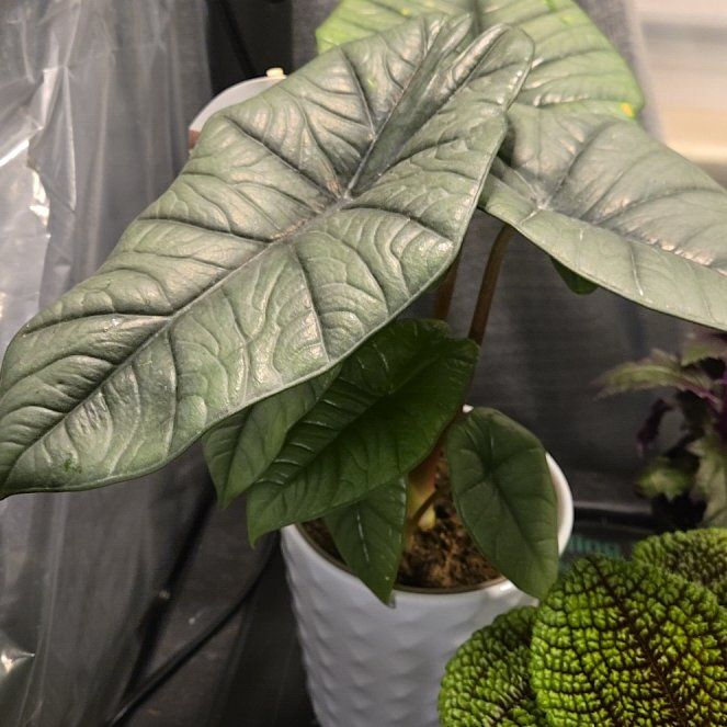 Photo of the plant species Alocasia Bisma by @YeveAgboy89 named Bodhi on Greg, the plant care app