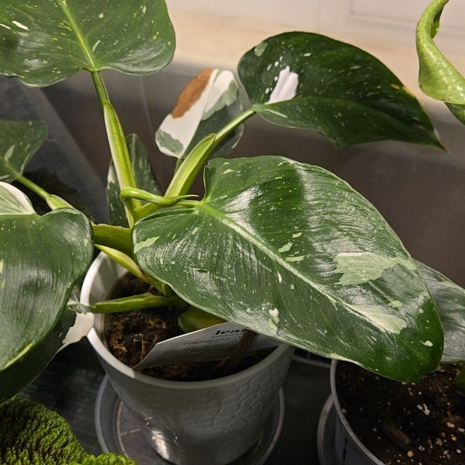 Photo of the plant species White Wizard by @YeveAgboy89 named Leonardo on Greg, the plant care app