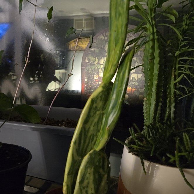 Photo of the plant species Prickly Pear by @YeveAgboy89 named Apollo on Greg, the plant care app