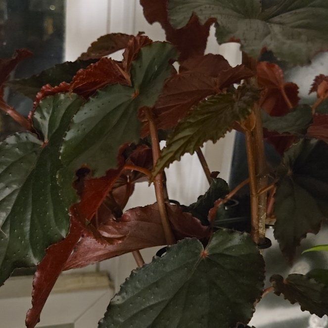 Photo of the plant species Black Velvet Begonia by @YeveAgboy89 named Taylor Swift on Greg, the plant care app