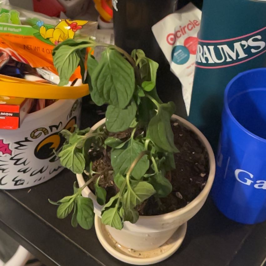 Photo of the plant species Pineapple Mint by @CuddlyCocoplum named Pineapple Mint on Greg, the plant care app