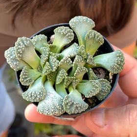 Photo of the plant species Concrete Leaf Living Stone by @HotSugarmaple45 named Bunch on Greg, the plant care app