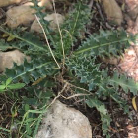 Photo of the plant species Nodding Thistle by @FamousRuby10 named Fernie Saunders on Greg, the plant care app