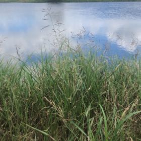 Photo of the plant species Reed Canarygrass by @FamousRuby10 named Miley on Greg, the plant care app