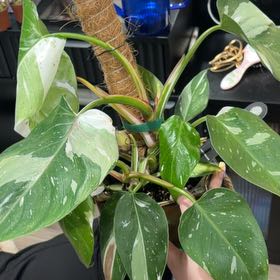 Photo of the plant species Philodendron White Wizard by @PreparedCapemay named Harmony on Greg, the plant care app