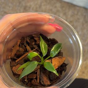 Photo of the plant species Philodendron longilobum by @PreparedCapemay named Daphne on Greg, the plant care app