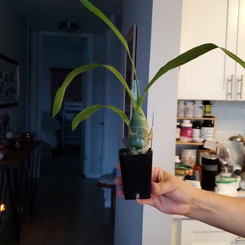 Photo of the plant species Cycnodes 'Taiwan Gold' by @GlossyCacto3 named Gaga on Greg, the plant care app