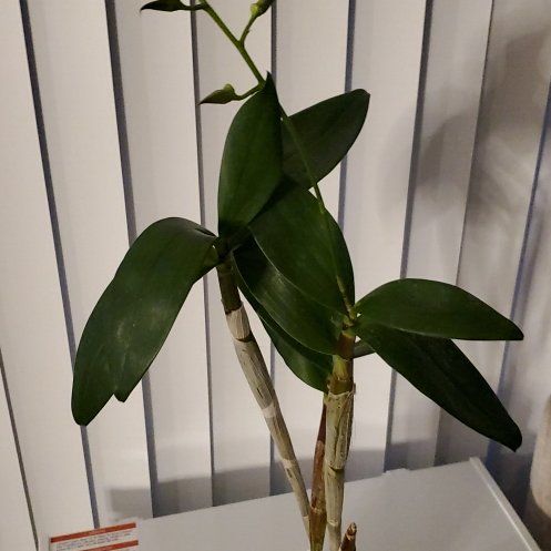 Photo of the plant species Latouria Dendrobium by @GlossyCacto3 named Maya on Greg, the plant care app