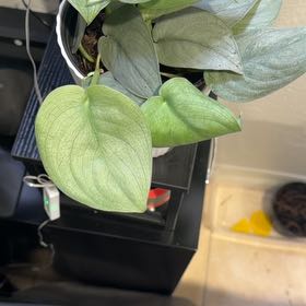 Photo of the plant species Scindapsus 'Platinum Java' by @CandescentOxlip named Pax on Greg, the plant care app