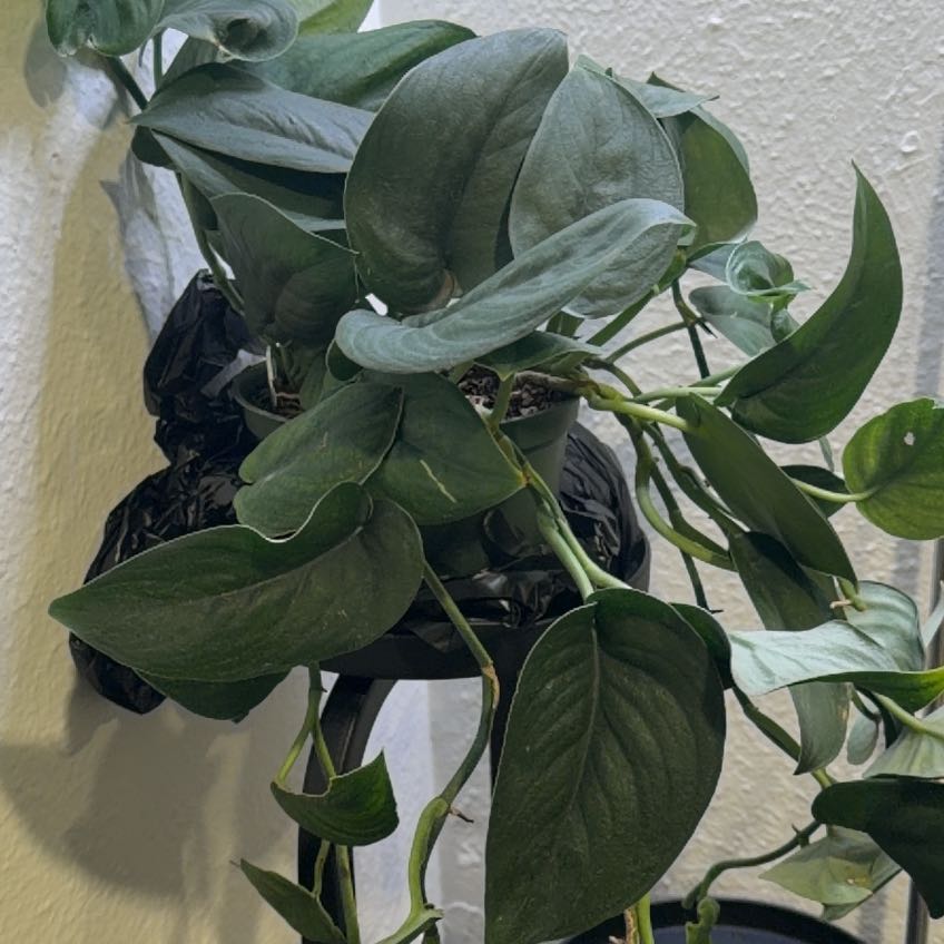 Photo of the plant species Jade Satin Pothos by @CandescentOxlip named Queen on Greg, the plant care app
