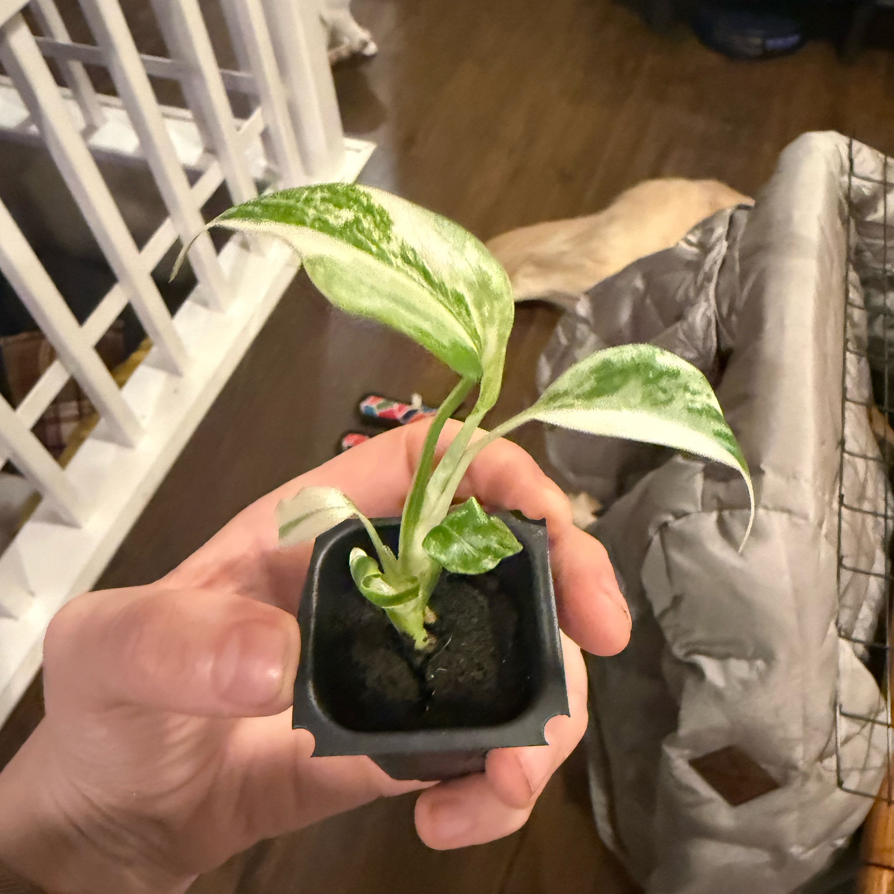 Photo of the plant species Mini Monstera Albo by @NobleZebrina85 named Taylor Swift on Greg, the plant care app