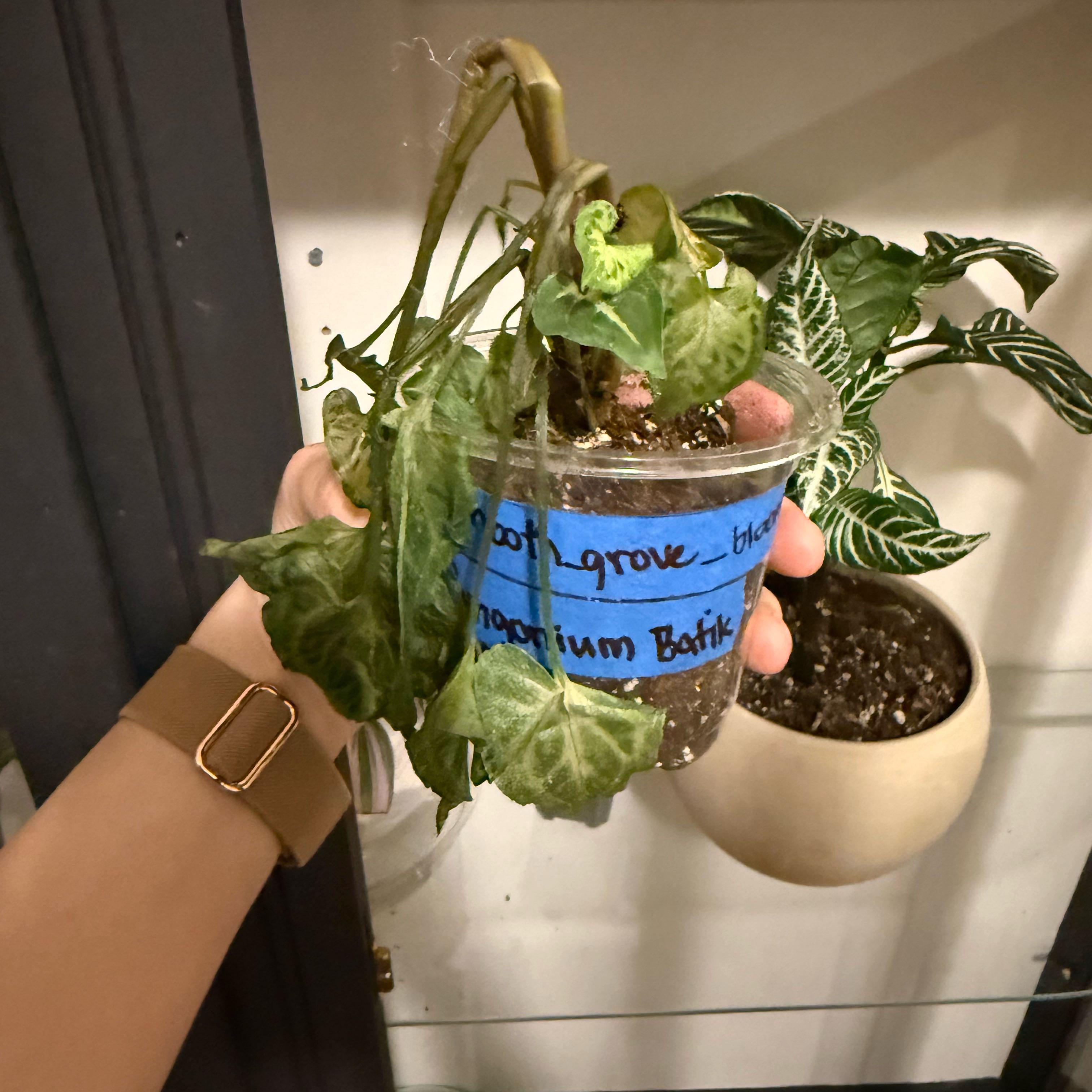 Photo of the plant species Syngonium 'Batik' by @NobleZebrina85 named Leaf Erickson on Greg, the plant care app