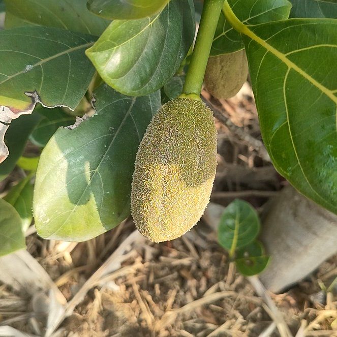 Photo of the plant species Jackfruit by @NewDaboecia3 named Lavender on Greg, the plant care app
