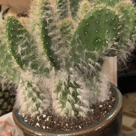 Photo of the plant species Prickly pear snow by @MajesticCatmint named Barnabus on Greg, the plant care app