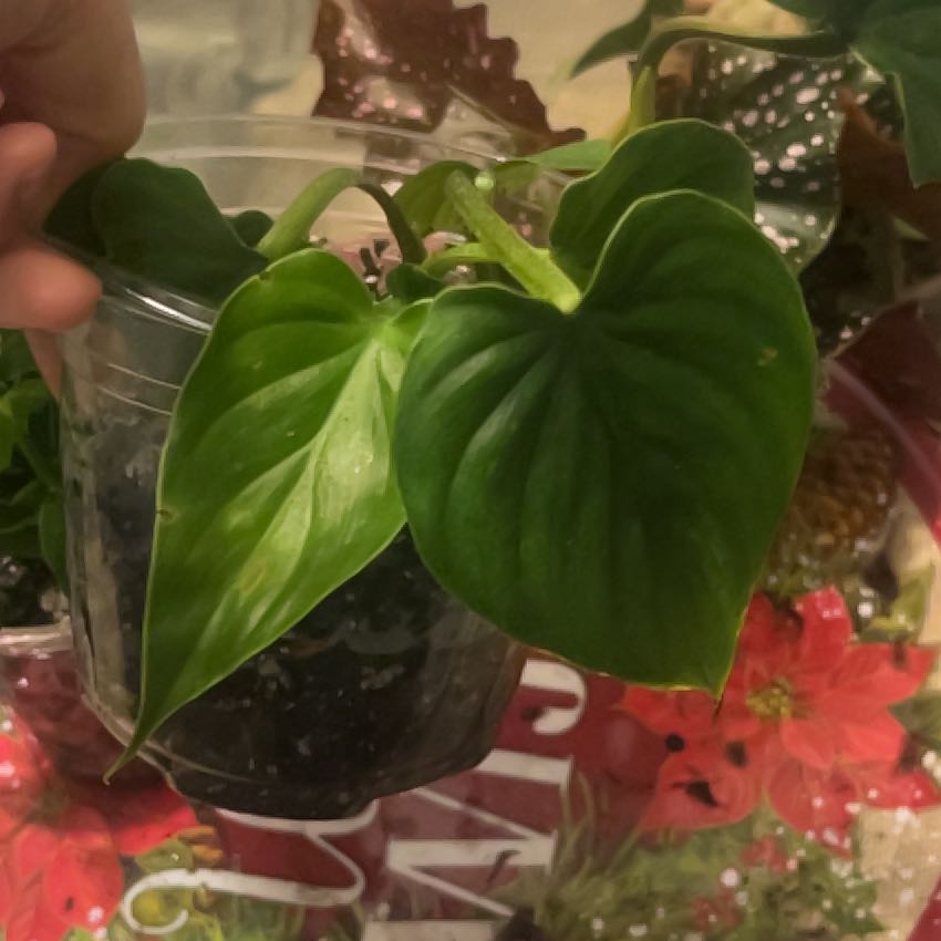 Photo of the plant species Philodendron plowmanii by @HolyAgboy76 named Curie on Greg, the plant care app