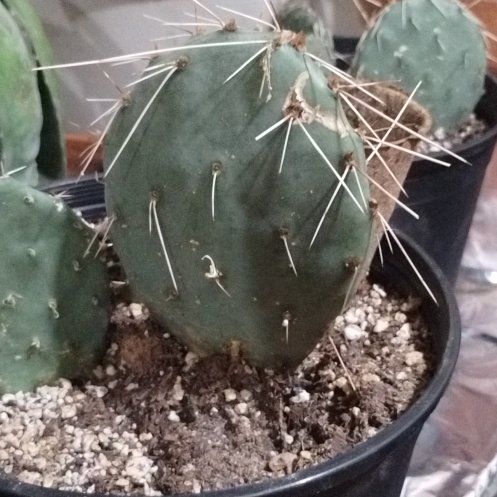 Photo of the plant species Grassland Prickly Pear by @HeroRedfir83 named Smee on Greg, the plant care app
