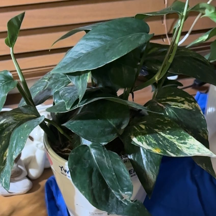 Photo of the plant species Yellow Sunrise Pothos by @KeenFallugia94 named Sir Plancelot on Greg, the plant care app
