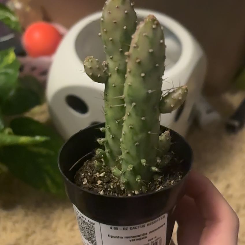 Photo of the plant species Variegated Cactus by @KeenFallugia94 named Osmo on Greg, the plant care app
