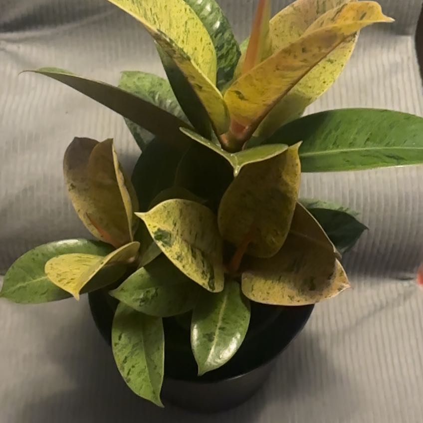 Photo of the plant species Ficus Shivereana by @KeenFallugia94 named Treeyoncé on Greg, the plant care app