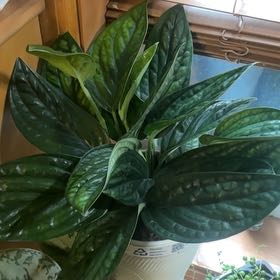 Photo of the plant species Alexa by @KeenFallugia94 named Bodhi on Greg, the plant care app