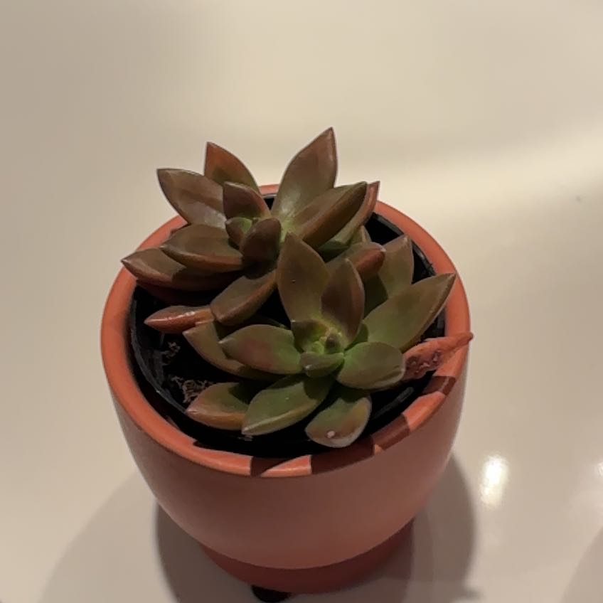 Photo of the plant species Sedeveria 'Sorrento™' by @AngelPinkball80 named Austen on Greg, the plant care app