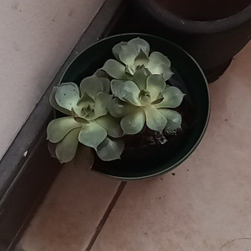 Photo of the plant species Peacock Echeveria by @PureRiberry26 named Tanggol on Greg, the plant care app