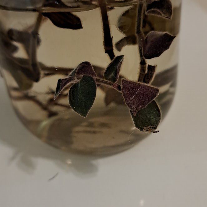 Photo of the plant species Baby Bunny Belly by @HotshotRedlog70 named Athena on Greg, the plant care app