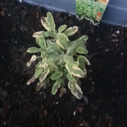 Photo of the plant species Golden Sage by @DeftCamphor16 named Sage on Greg, the plant care app