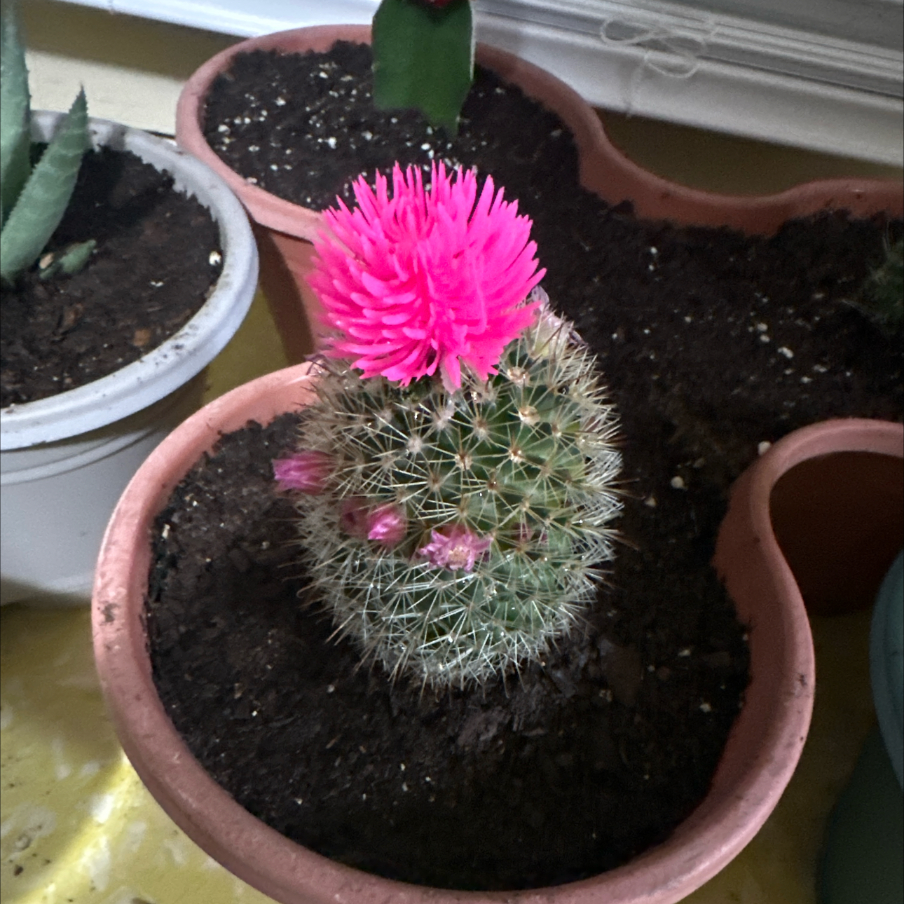 Photo of the plant species Spear Thistle by @WinTreeivy66 named Demi on Greg, the plant care app