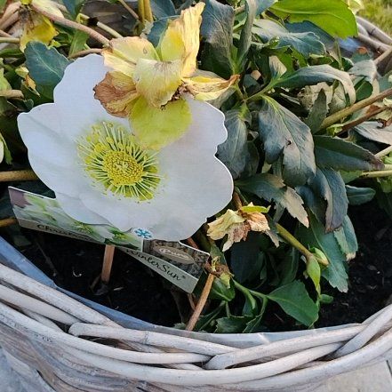 Photo of the plant species Christmas Rose by @PetTutu5 named Achilles on Greg, the plant care app