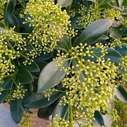 Photo of the plant species Sweet Arrowwood by @PetTutu5 named Einstein on Greg, the plant care app